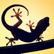 kの画像