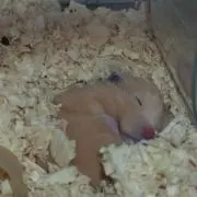 くはらの画像