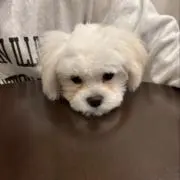 HANA
