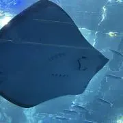 なぽりてゃん