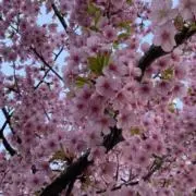 多肉植物 コッペチーノ 札付き ポットごと ファームパルク 5月24日撮影