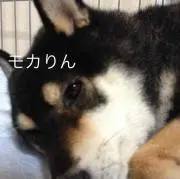 もかりん
