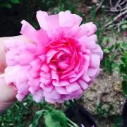 ゆみ