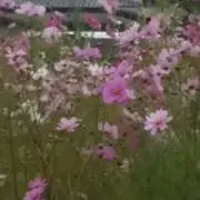パオママ　プロフィールをご覧くださいの画像