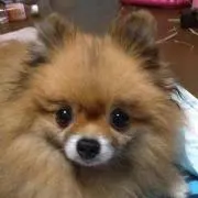 ヨッシー（プロフィール読んでね）の画像