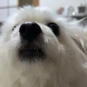ひよこ。