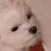 りり