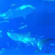 sakuraの画像