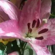 lilyの画像