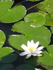ゆる