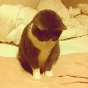 s.s