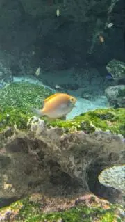こたーくの画像