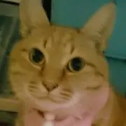 みかん