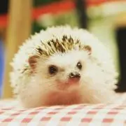 ちぃまぁさん