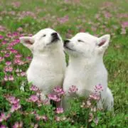 コスモス❤️