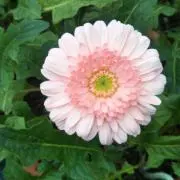 ふー[発送は週2回です]の画像