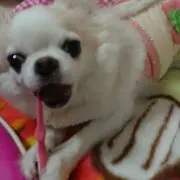 Leoくんの画像