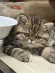 小井の画像