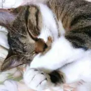 ( ¨̮ )なむる( ¨̮ )の画像
