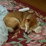 ましまろ