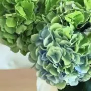cococoの画像