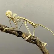 희다