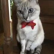 のんの画像