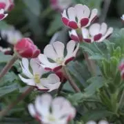 qu