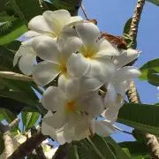 RRの画像