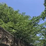 SSSの画像