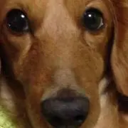 ぽんちゃんの画像