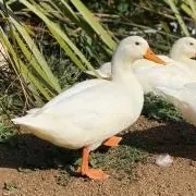 hummusの画像