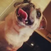 ともの画像