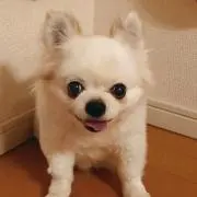 あーこ店長の画像