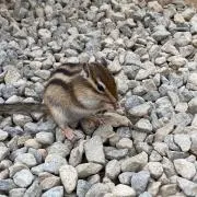 ちゃんぽんの画像