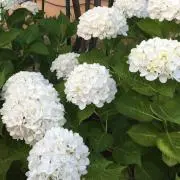 まる