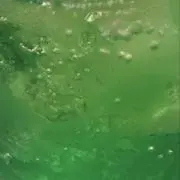 チワワの画像