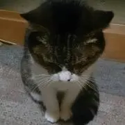 Mako