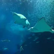 supicaの画像