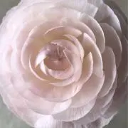 rose pinkの画像