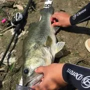 ガッツ