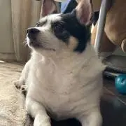チップ