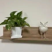 フクロウの画像