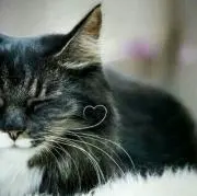 たすく