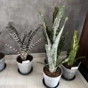 happ 観葉植物店の画像