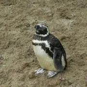 hmpkの画像