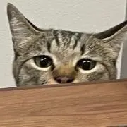 ぽんかんの画像