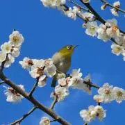 あさの画像