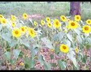 花見月　土日祝日、年末年始発送不可の画像