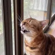 エーリィーの画像